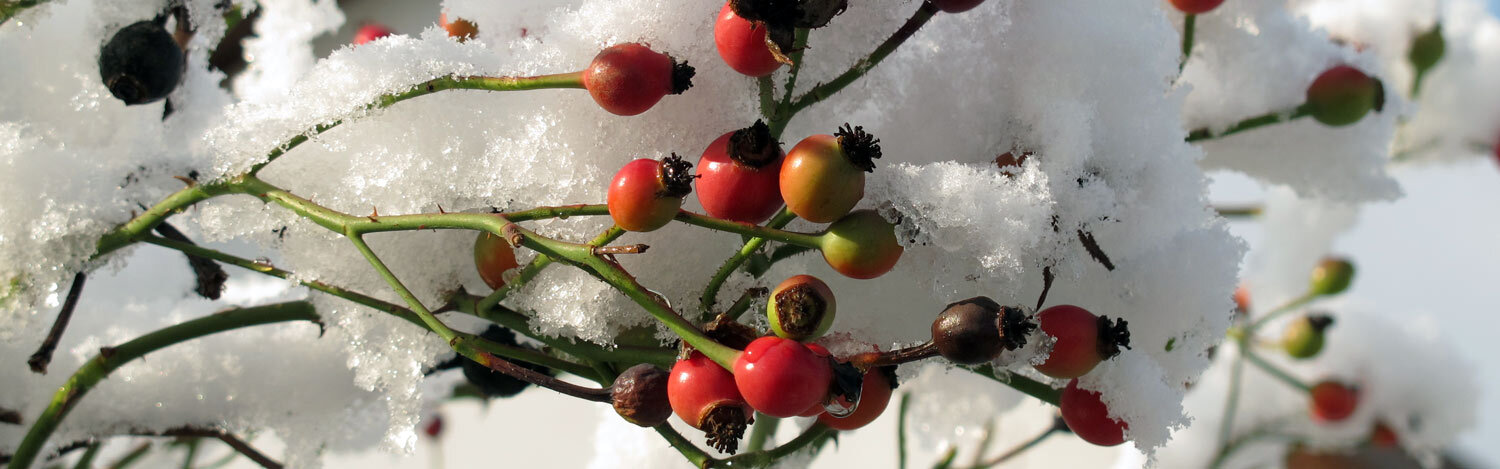Rode rozenbottels aan takken, bedekt met sneeuw