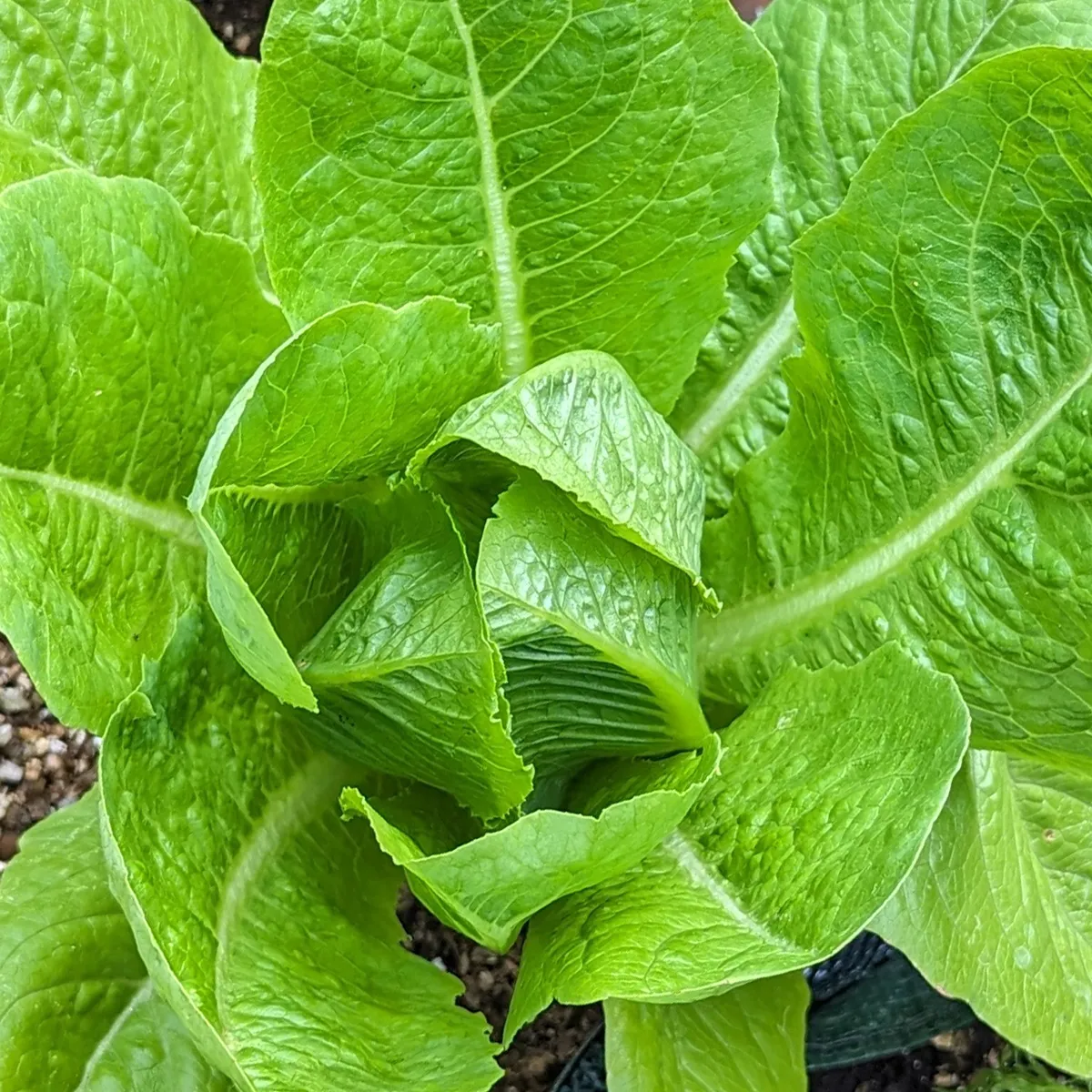 Romana-Salat / Bindesalat 'Lobjoits Green' (Lactuca sativa) Samen
