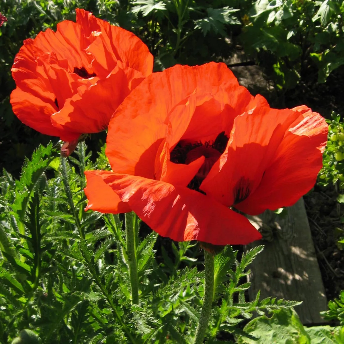 Orientalischer Gartenmohn 'Allegro' (Papaver orientale) Samen