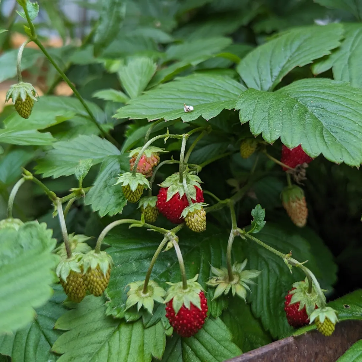 Monatserdbeere 'Attila' (Fragaria vesca var. semperflorens) Samen