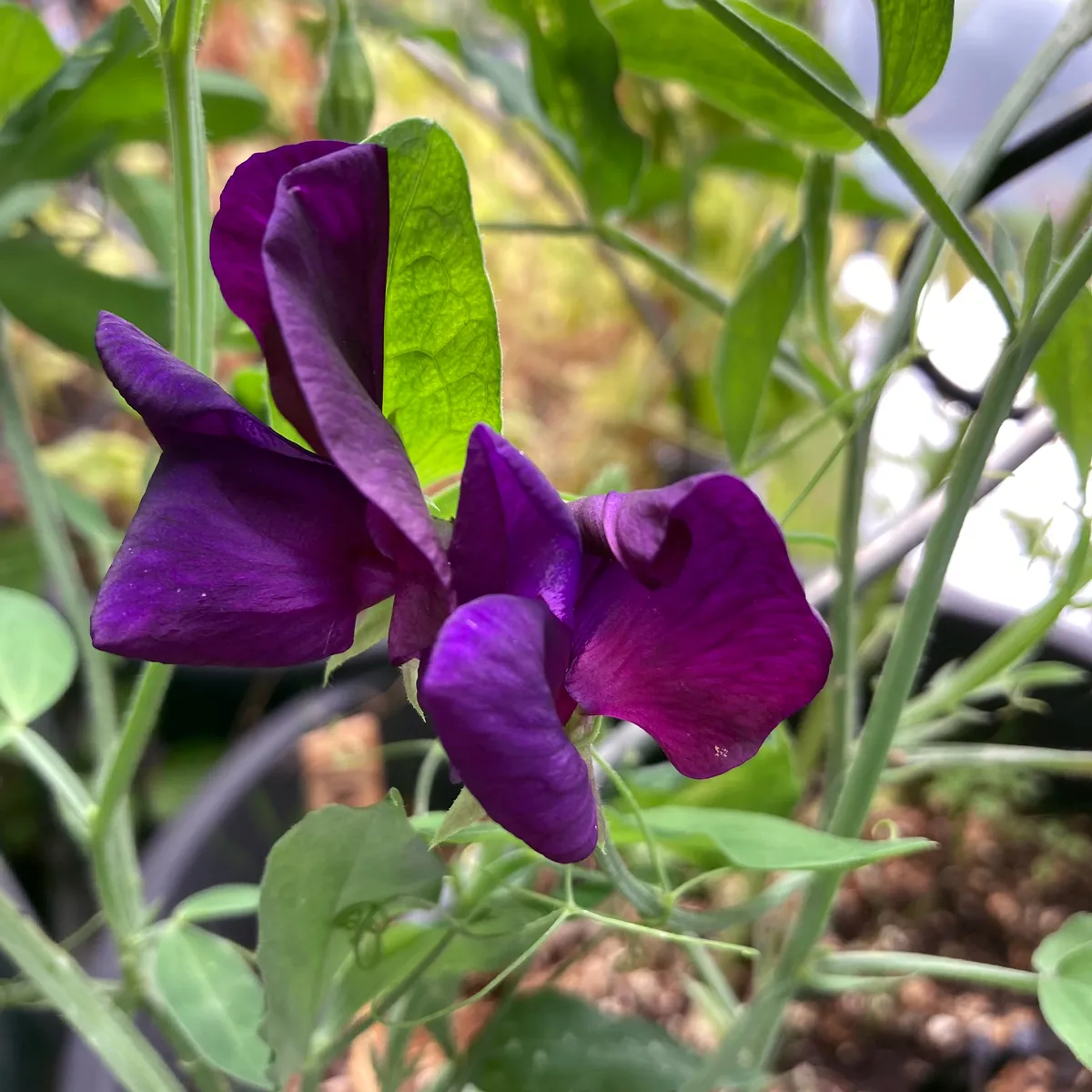 Blauviolette Duftwicke 'Lord Nelson' (Lathyrus odoratus) Samen