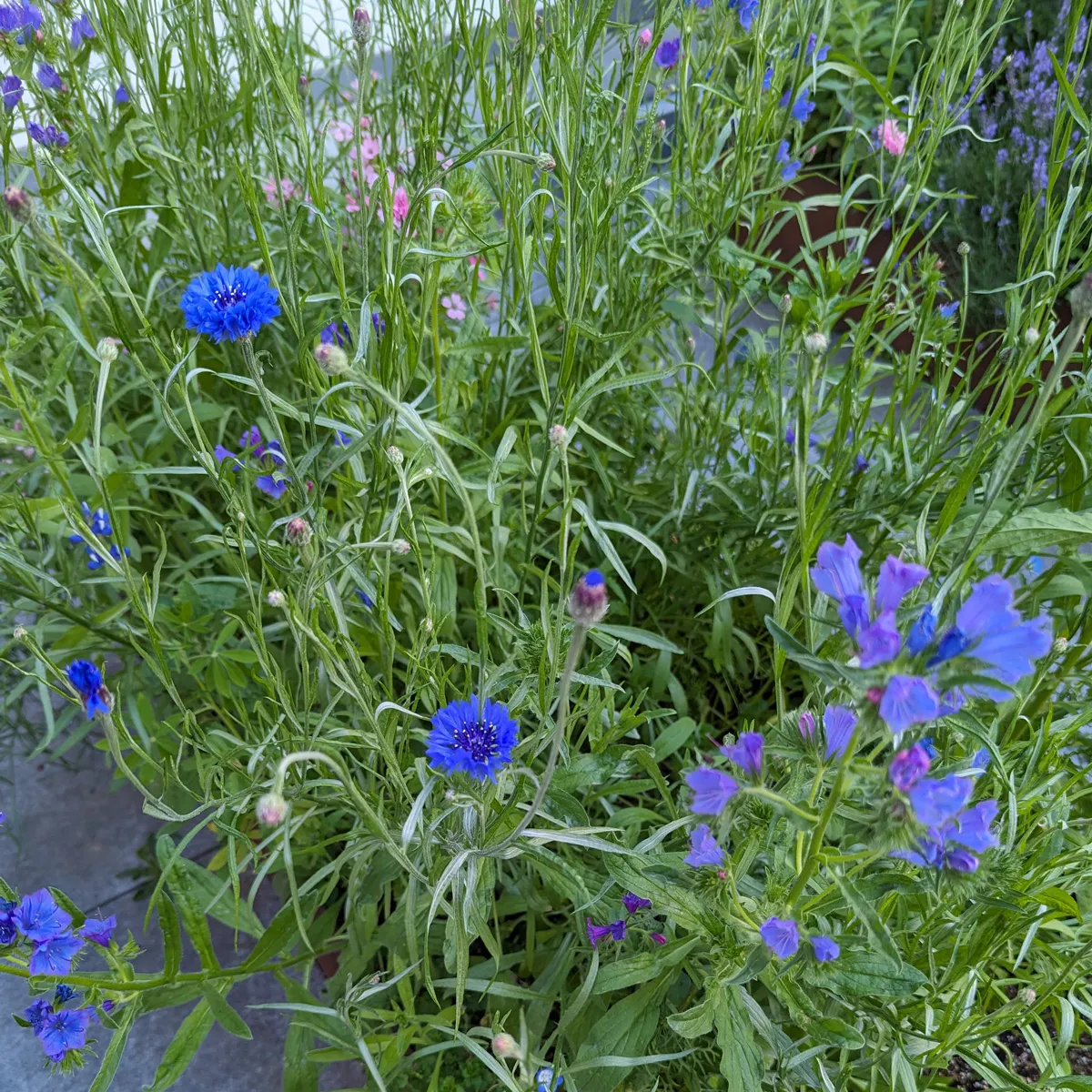 Blumenbouquet in Blau