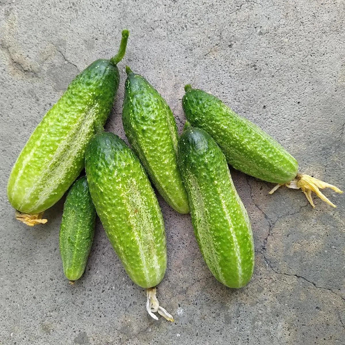 Einlege-Gurke 'Vorgebirgstrauben' (Cucumis sativus) Bio Saatgut