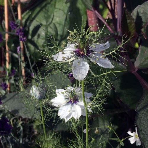 Wit juffertje-in-het-groen (Nigella damascena) met fijn gedeelde schutbladeren