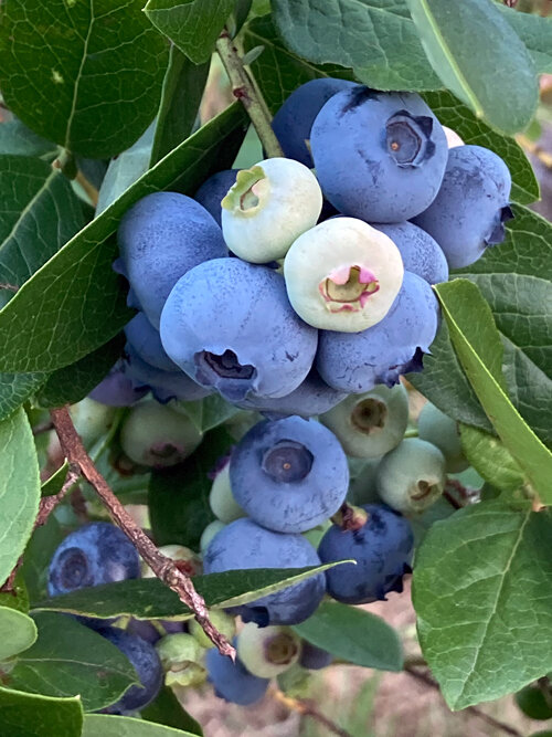 Rijpe blauwe en nog onrijpe lichte blauwe bessen aan de struik