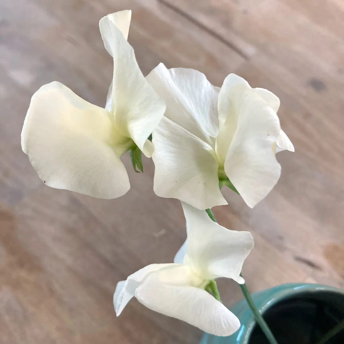 Weiße Duftwicke 'Ice Cream' (Lathyrus odoratus) Samen