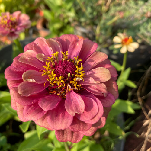 Roze zinnia (Zinnia elegans) in volle bloei
