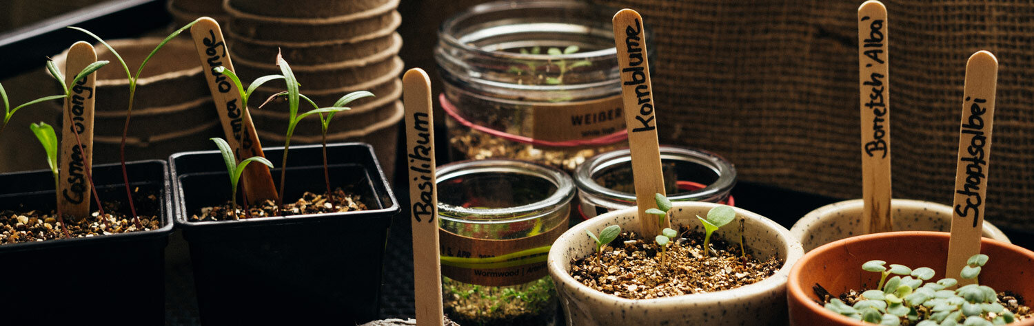 Eerste kiemplantjes op de vensterbank