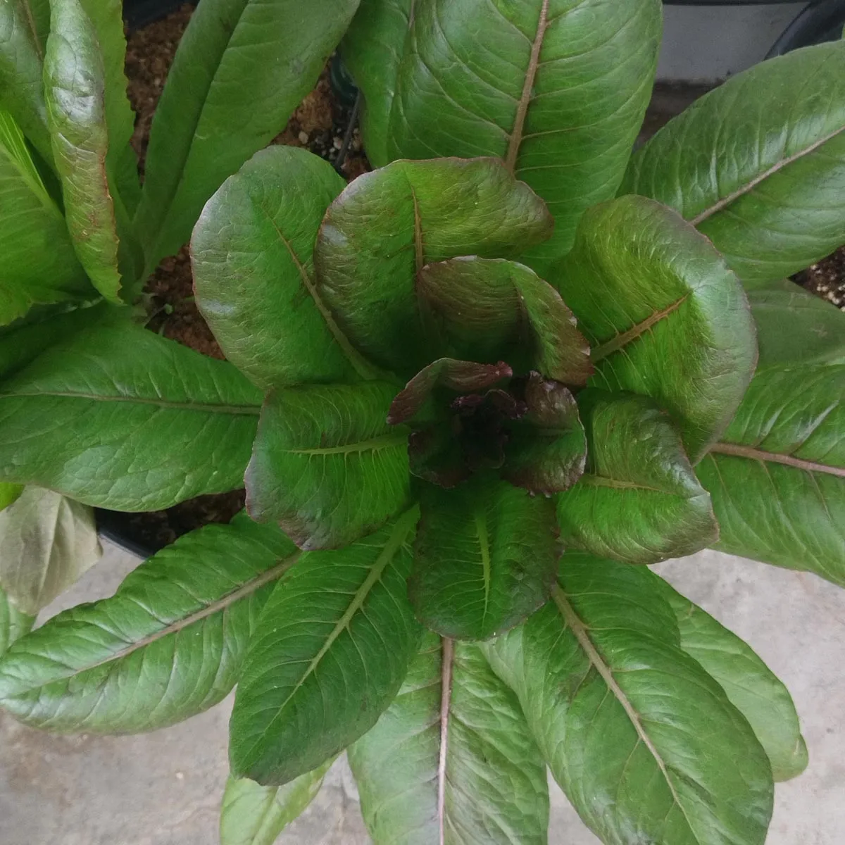 Romana-Salat 'Romaine Red Cos' (Lactuca sativa) Bio
