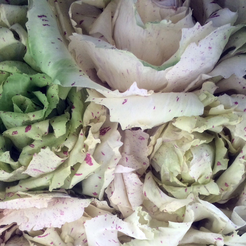 Roodlof 'Variegata di Castelfranco' met lichtgroene bladeren en rode spikkels