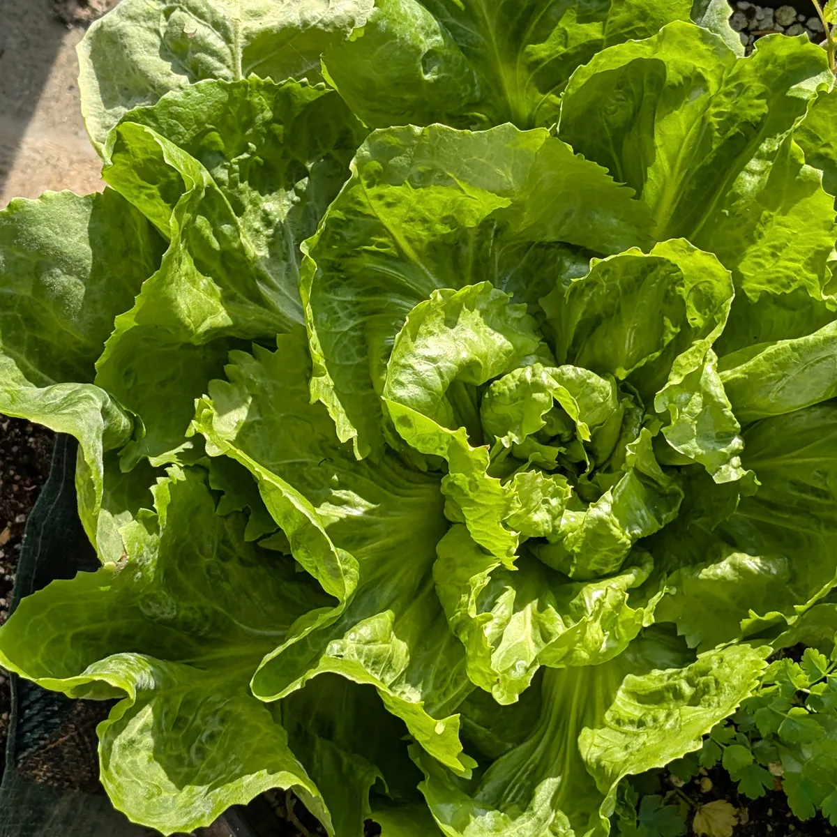 Endivien Salat 'Grüner Escariol' (Cichorium endivia) Samen