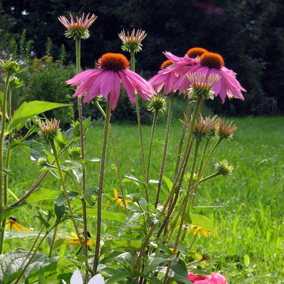 Roter Sonnenhut (Echinacea purpurea) Samen