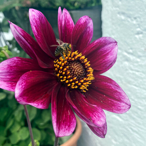 Dahlia met paarsrode bloem waarop een bij stuifmeel verzamelt