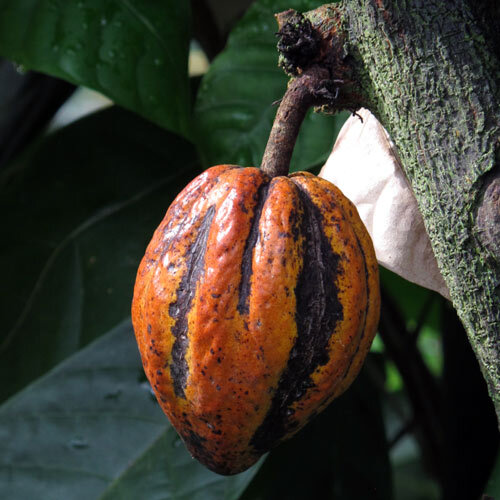 Rijpe oranje cacaovrucht aan de stam van de cacaoboom