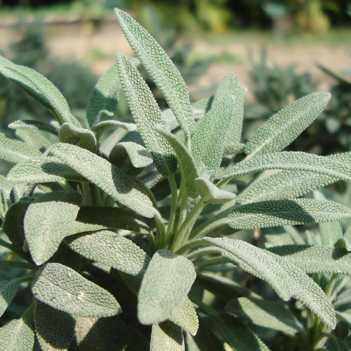 Spanischer Salbei (Salvia lavandulifolia) Samen