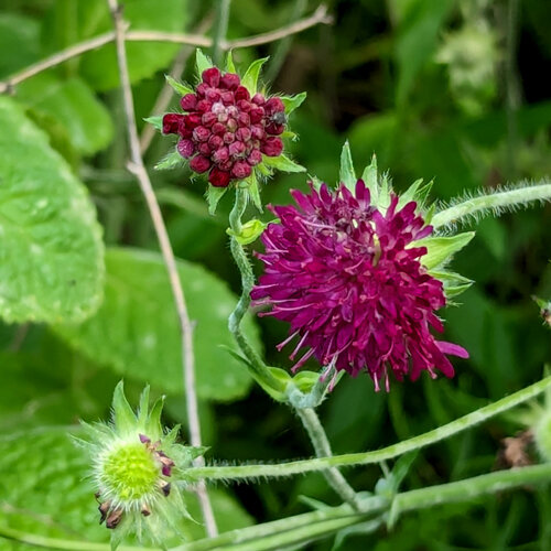 Zwarte scabiosa (Scabiosa atropurpurea) met wijnrode bloem en knop