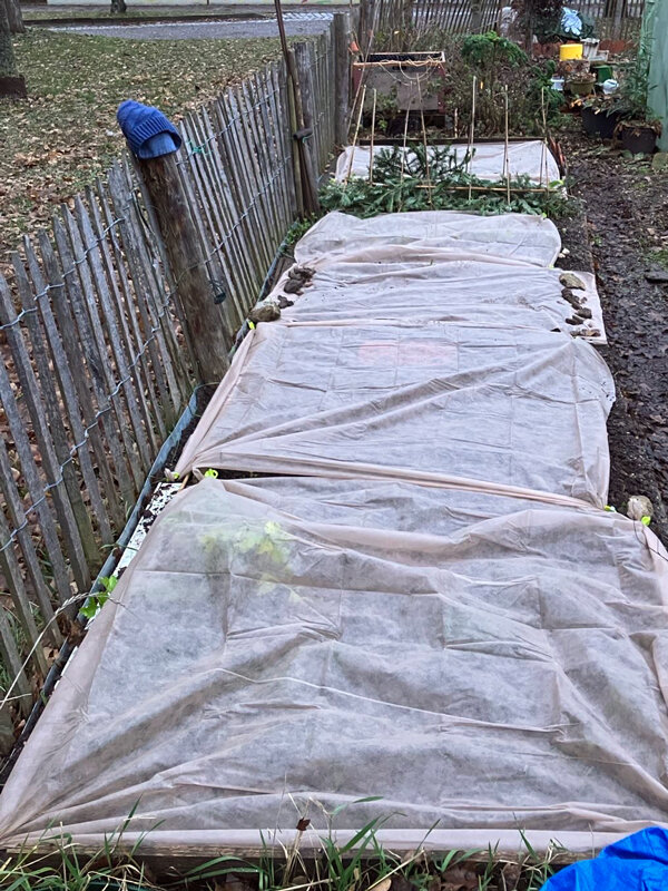 Tuinbedden afgedekt met vliesdoek als bescherming tegen late voorjaarsvorst
