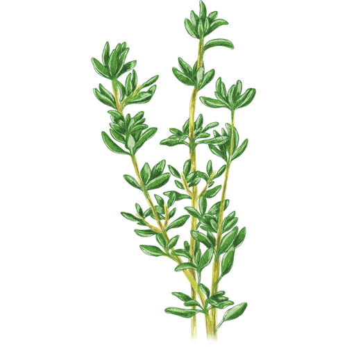 Thymian-Arten