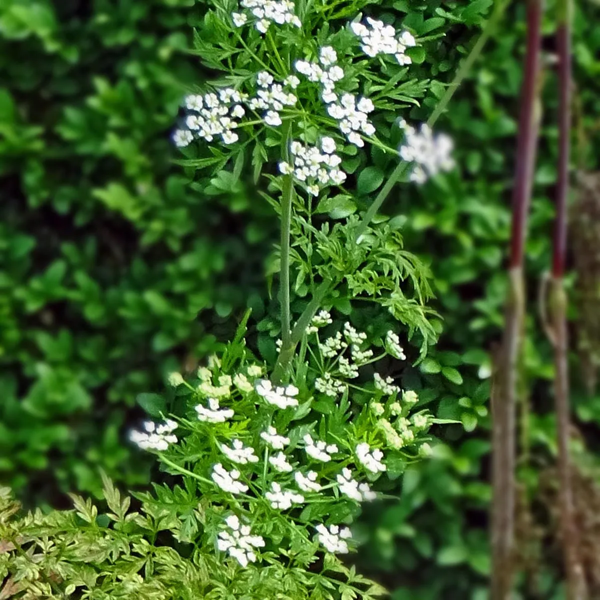 Kerbelrübe (Chaerophyllum bulbosum) Samen