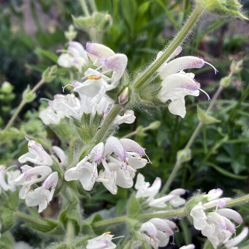 Witte, behaarde bloemen van zilversalie (Salvia argentea)