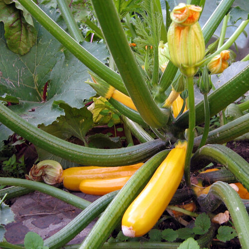 Gele courgette (Cucurbita pepo) met vruchten en bloemen aan de plant