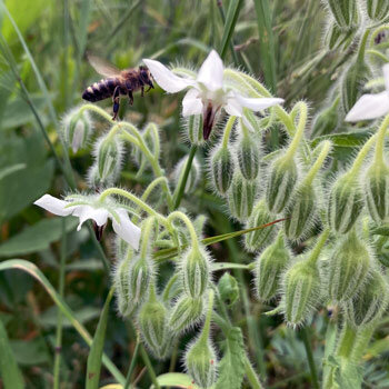 Witte bernagie 'Alba' (Borago officinalis) met aanvliegende bij