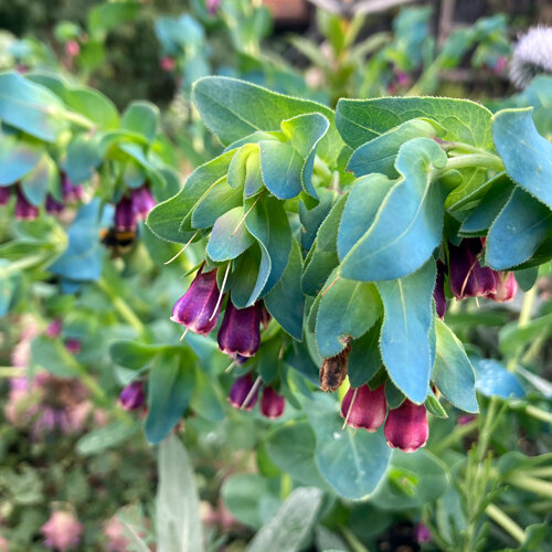 Wasbloem (Cerinthe major) met paarse klokjes en blauwgroene bladeren