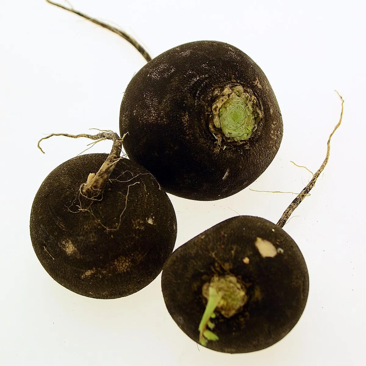 Rettich 'Runder Schwarzer Winter' (Raphanus sativus) Samen