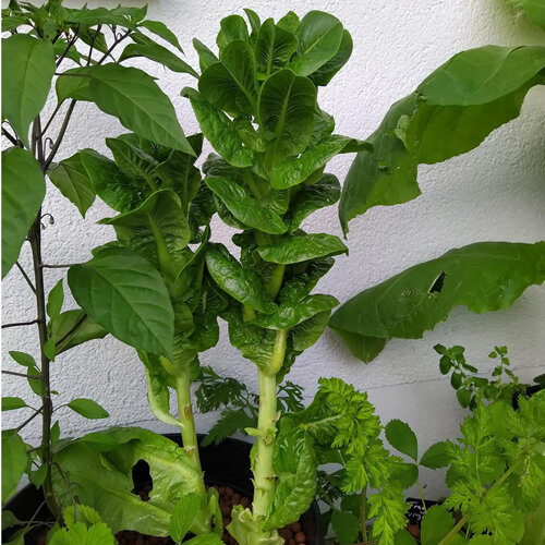 Stengelsla met dikke stengel en bladkuif in een plantenbak