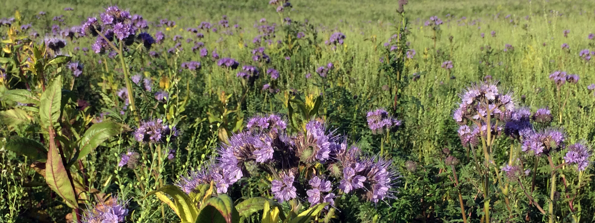 Groenbemester phacelia