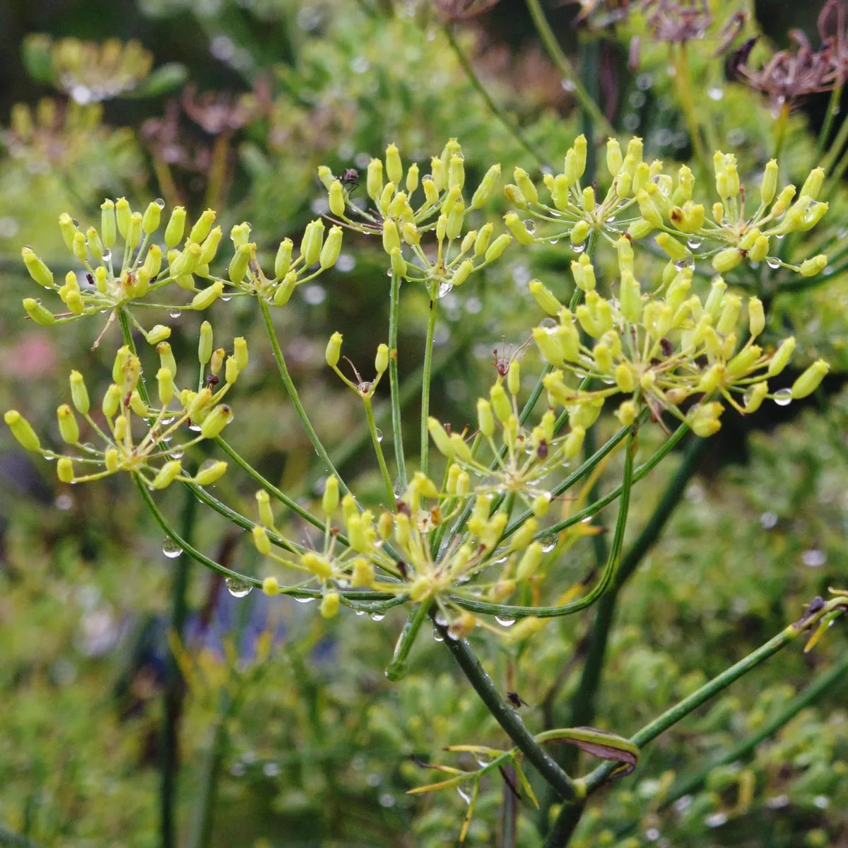 Grüner Gewürzfenchel 'Dulce' (Foeniculum vulgare) Bio Saatgut