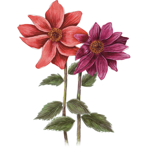 Dahlia's