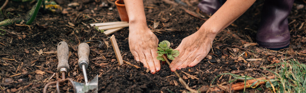 Welkom bij Magic Garden Seeds - Waar zaden verhalen vertellen - Welkom bij Magic Garden Seeds - Waar zaden verhalen vertellen - Een korte bedrijfsfilosofie