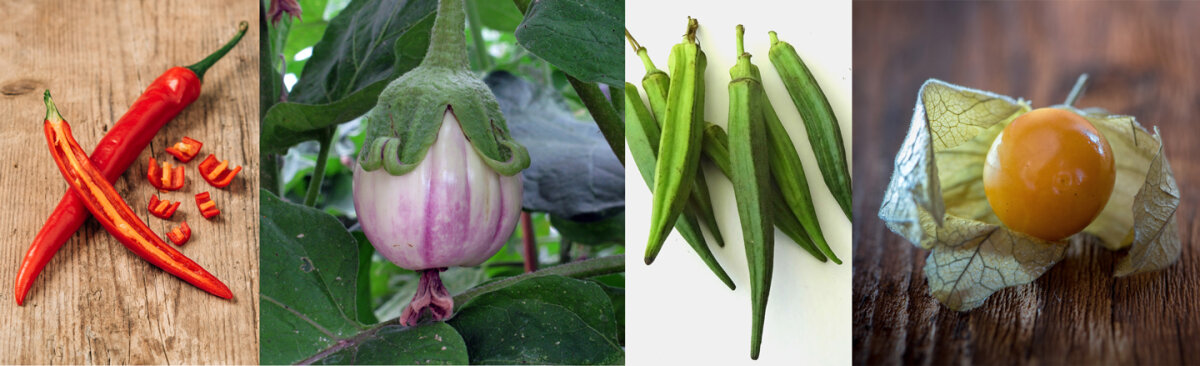 Chilipepers en vrienden zaaien vanaf januari - Aanloopsteun voor tropische gewassen: Hoe chilipepers, aubergines &amp; co. kunnen gedijen in Centraal-Europa