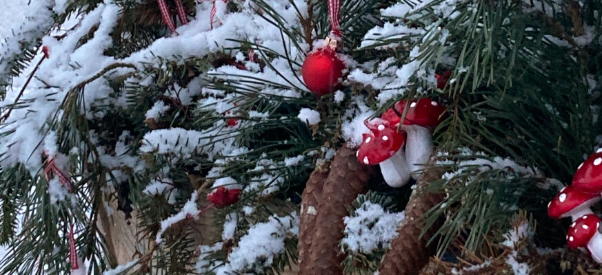 Je tuin in de advent - St Barbara\'s takken en kleine groene wonderen - Je tuin in de advent - St Barbara\'s takken en kleine groene wonderen
