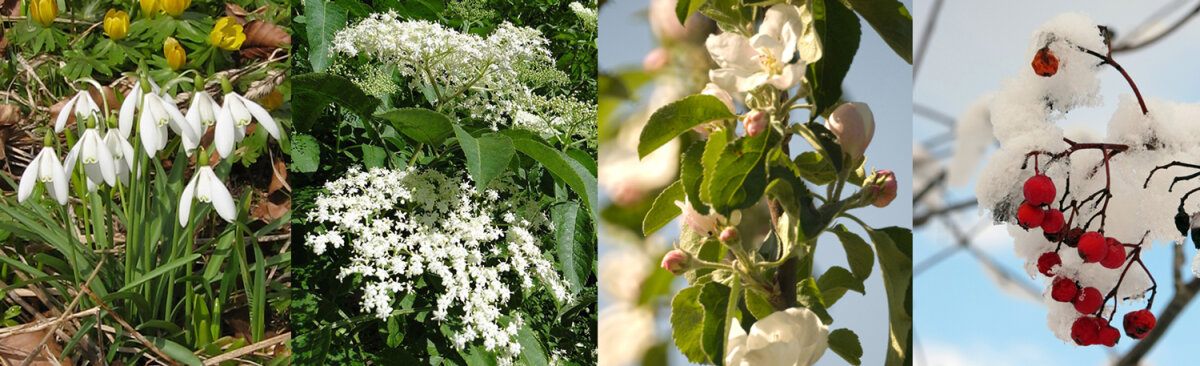 Tuinieren op het ritme van de natuur - De fenologische kalender - Tuinieren op het ritme van de natuur - De fenologische kalender als natuurlijk hulpmiddel bij het tuinieren