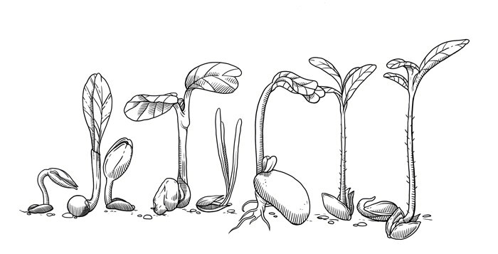 Over Magic Garden Seeds - Over Magic Garden Seeds -Van het begin tot vandaag – een korte bedrijfsgeschiedenis