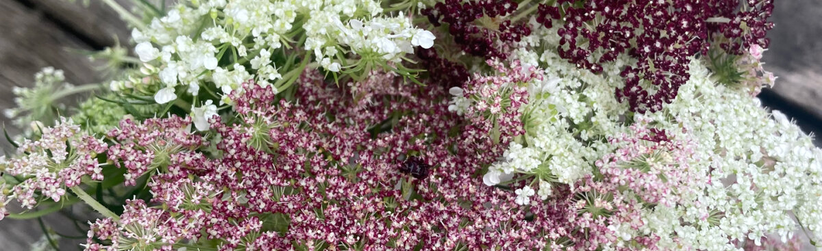 Tweejarige planten - nu zaaien, volgend jaar genieten - Tweejarige planten in de zomer zaaien: zo lukt het