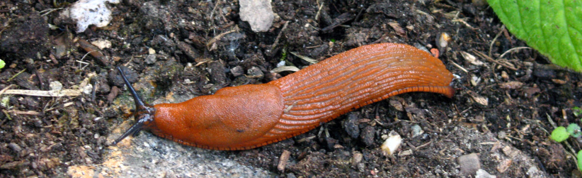 Slakken in de tuin? Deze planten laten ze koud  - Slakken in de tuin? Deze planten laten ze koud 