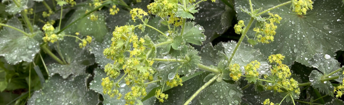 Remontiesnoei bij vaste planten – voor een tweede bloei in de natuurtuin - Remontiesnoei bij vaste planten – voor een tweede bloei in de natuurtuin