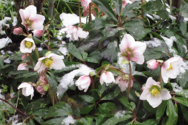 Kleuren in de vorst – de mysterieuze wereld van winterbloeiers - Kleuren in de vorst – de mysterieuze wereld van winterbloeiers