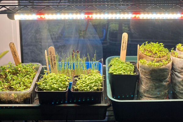 Vroeg beginnen, beter oogsten: deze planten kun je in februari binnenshuis voor-zaaien - Voorcultuur in februari: deze planten nu binnenshuis voor-zaaien | Magic Garden Seeds