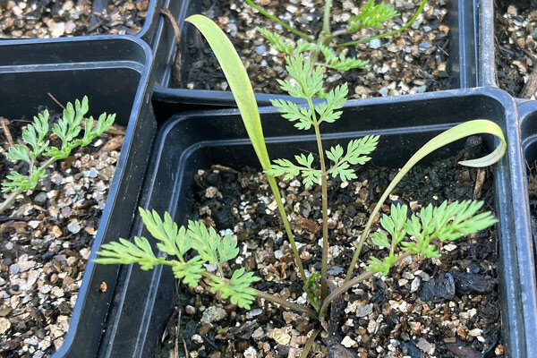 Rouwmuggen bij de voorcultuur – oorzaken, mythes en effectieve hulp - Rouwmuggen bij de voorcultuur – oorzaken &amp; tips