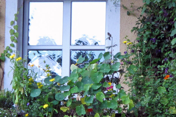 Balkon op het noorden, zuiden, oosten of westen? Zo vind je de juiste planten voor jouw locatie - Balkon op het noorden, zuiden, oosten of westen? De juiste planten vinden