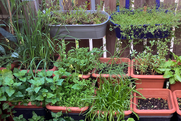 Welke plantenbakken zijn geschikt voor het balkon – en waar moet je op letten? - Plantenbakken voor op het balkon: afmetingen, materiaal en tips