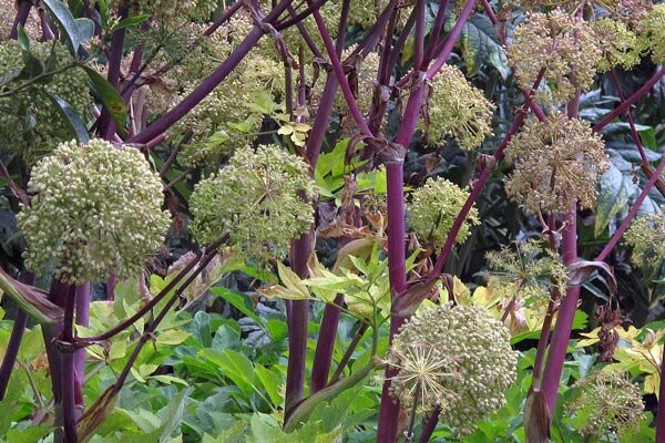 Magische planten in de tuin: tussen geneeskracht, gif en oude plantenmagie - Magische planten: waarom sommige planten als magisch werden beschouwd