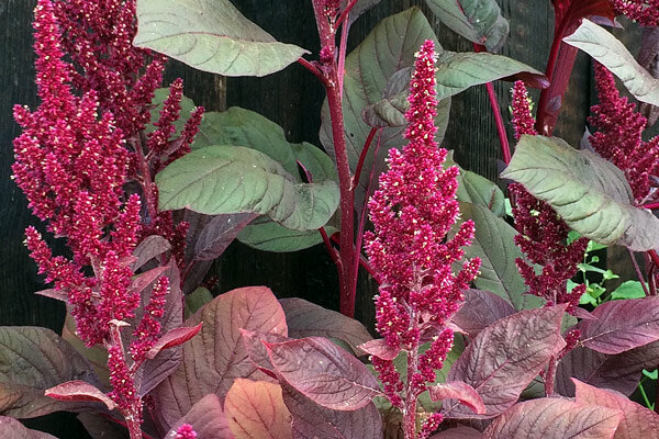 Tulsi, Shiso, amarant en co.: zeven etnobotanische planten voor een tuin vol verhalen - Ontdek etnobotanische planten: Tulsi, Shiso, Amarant en meer