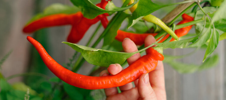Paprika\'s en chilipepers succesvol opkweken - Succesvol paprika\'s en chilipepers opkweken: Jouw gids voor een overvloedige oogst.