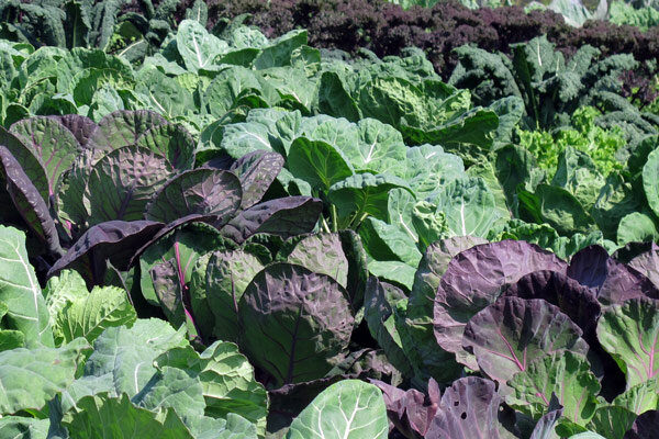 Zelfvoorziening vieren: het begint niet met een grote tuin, maar met een zaadje - Zelfvoorziening vieren: zelf groenten, kruiden en een grote verscheidenheid aan gewassen verbouwen