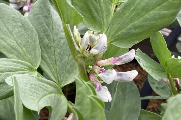 Waarom zitten mijn tuinbonen vol met zwarte luizen?  - Zwarte luizen op tuinbonen: wat helpt?